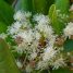 Pimenta dioica
