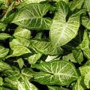 Syngonium angustatum