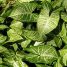 Syngonium angustatum