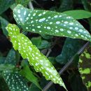 Begonia maculata