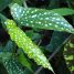Begonia maculata