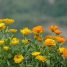 Calendula officinalis