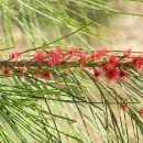Casuarina equisetifolia