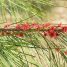 Casuarina equisetifolia