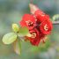 Chaenomeles speciosa