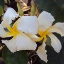 Chonemorpha fragrans