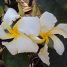 Chonemorpha fragrans