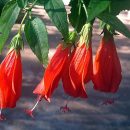 Malvaviscus arboreus