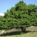 Ziziphus joazeiro