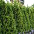 Thuja occidentalis