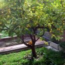 Citrus limon