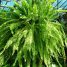 Nephrolepis exaltata “Bostoniensis”