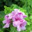 Pelargonium domesticum