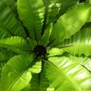 Asplenium nidus
