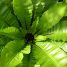Asplenium nidus