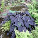 Colocasia esculenta var. aquatilis