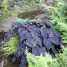 Colocasia esculenta var. aquatilis