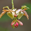 Tamarindus indica