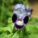 Torenia fournieri