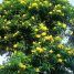 Tecoma stans