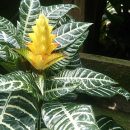 Aphelandra squarrosa “Louisae Van Houtt”