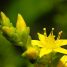 Sedum acre