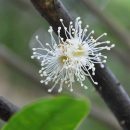 Plinia edulis
