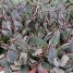 Kalanchoe tomentosa