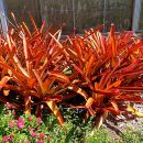 Aechmea blanchetiana