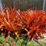 Aechmea blanchetiana