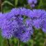 Ageratum houstonianum