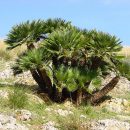 Chamaerops humilis
