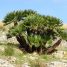Chamaerops humilis
