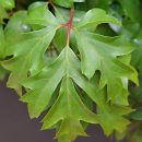 Cissus alata
