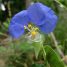 Commelina erecta