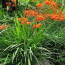 Crocosmia x crocosmiiflora