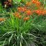 Crocosmia x crocosmiiflora