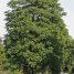 Ailanthus altissima