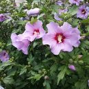 Hibiscus syriacus