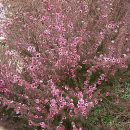 Leptospermum scoparium