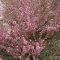 Leptospermum scoparium