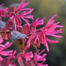 Loropetalum chinense