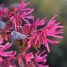 Loropetalum chinense