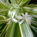 Chlorophytum comosum