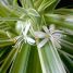 Chlorophytum comosum