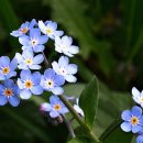 Myosotis sylvatica