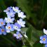 Myosotis sylvatica