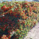 Pyracantha coccinea