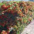 Pyracantha coccinea