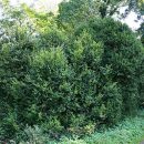 Buxus sempervirens